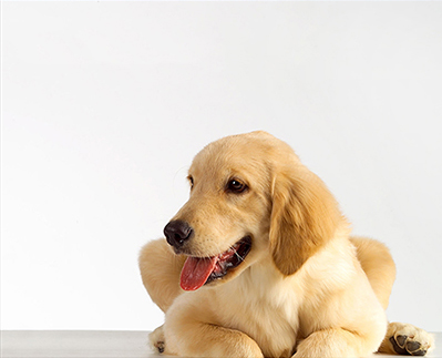 愛寵寵物食品公司網(wǎng)站建設(shè)項(xiàng)目中